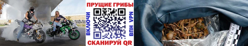 Псилоцибиновые грибы Cubensis  цены   Каменка 